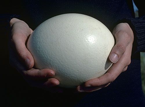 ostrich egg