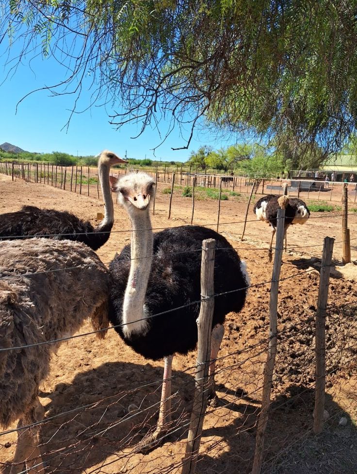 ostrich farming and meat production