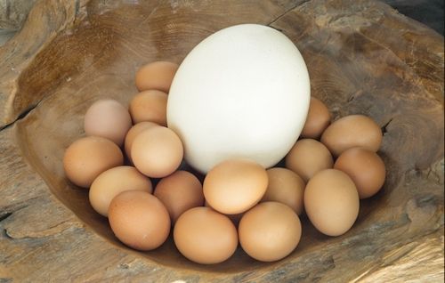 3) What Makes Ostrich Eggs Unique? Nutrition & Benefits