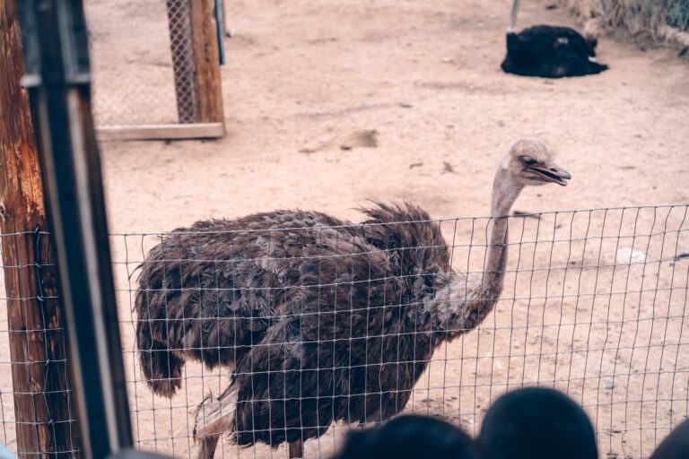 Ostrich vs. Beef: Which Is Healthier for You?