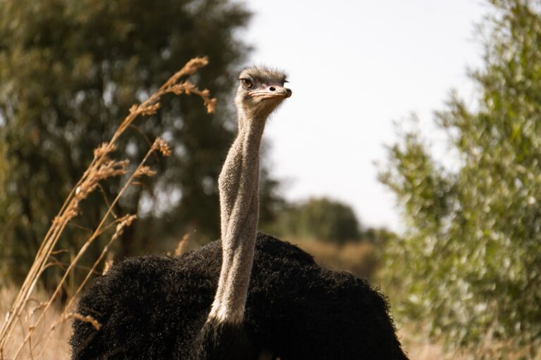 Is Ostrich Meat Halal? Everything Muslims Need to Know